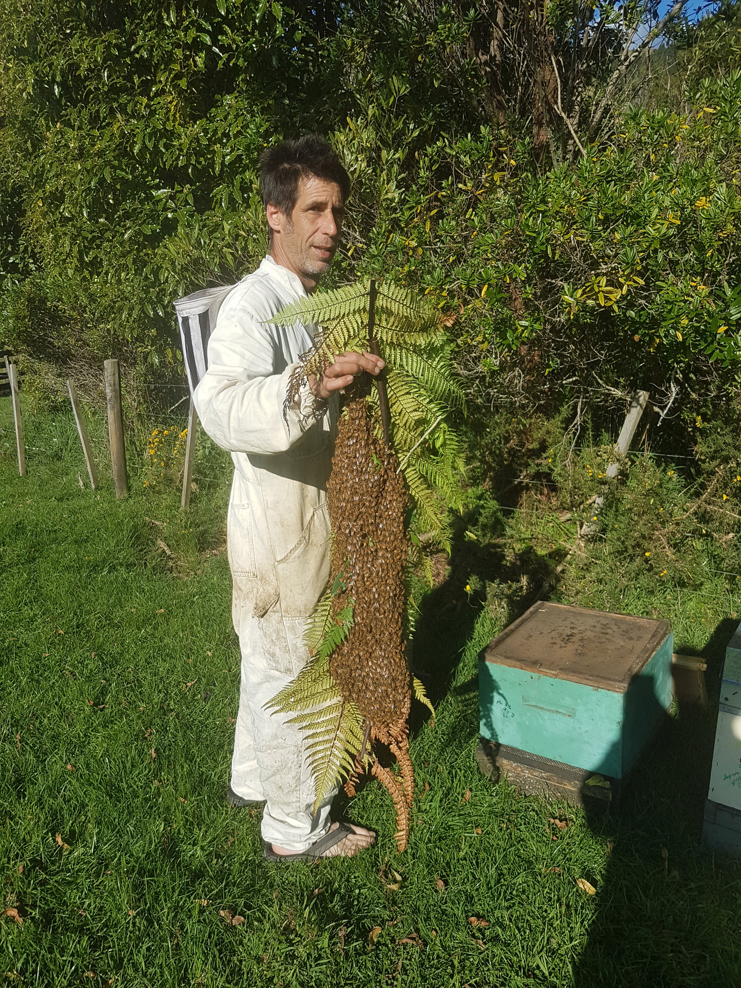 Raw Honey Golden Bay