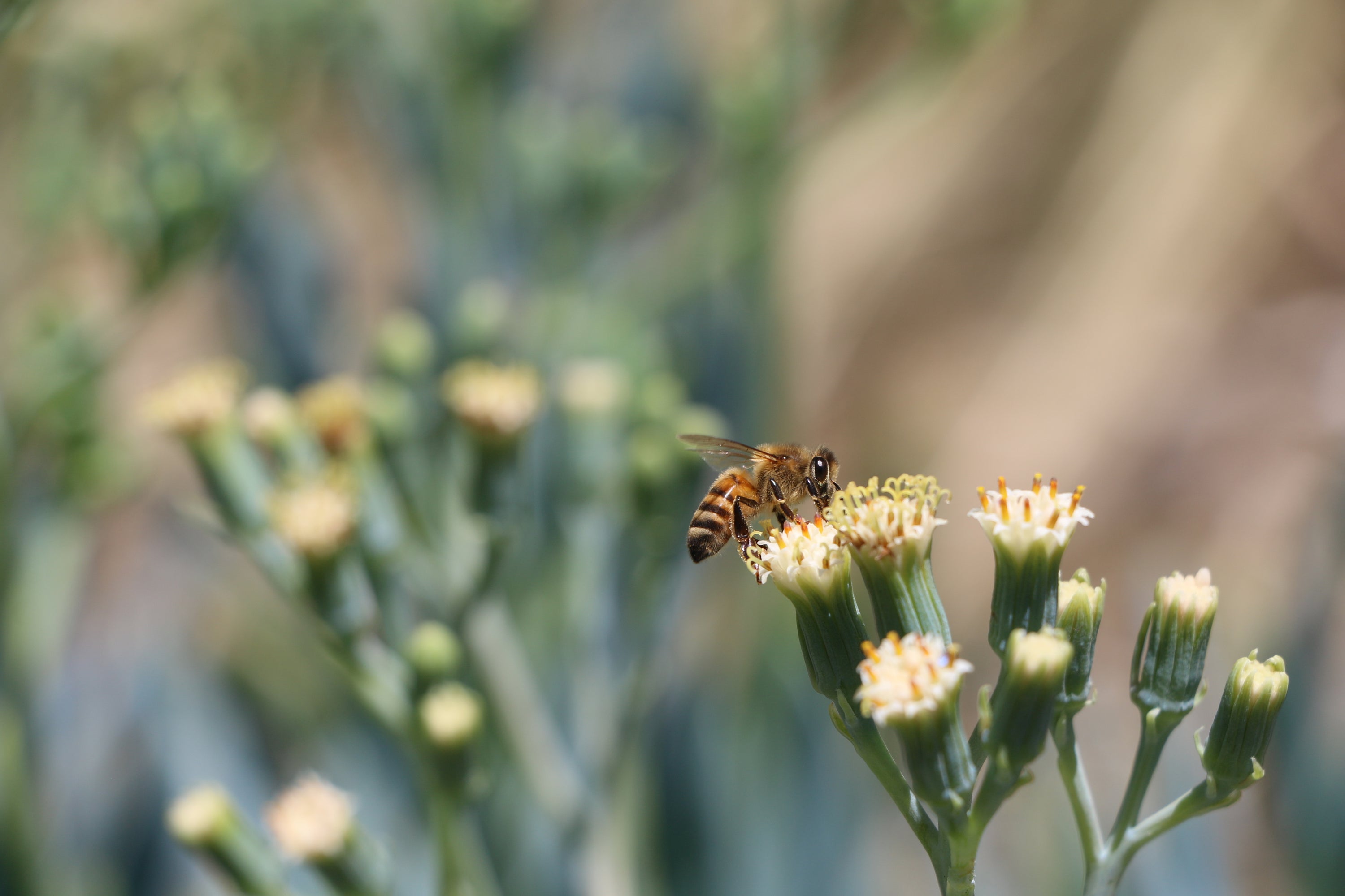 Local Honey Golden Bay Beekeeping